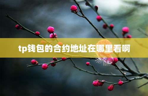 tp钱包的合约地址在哪里看啊